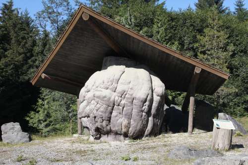 Largest Burl in World